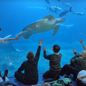 Millbrook Primary School Pupils at the aquarium turtle