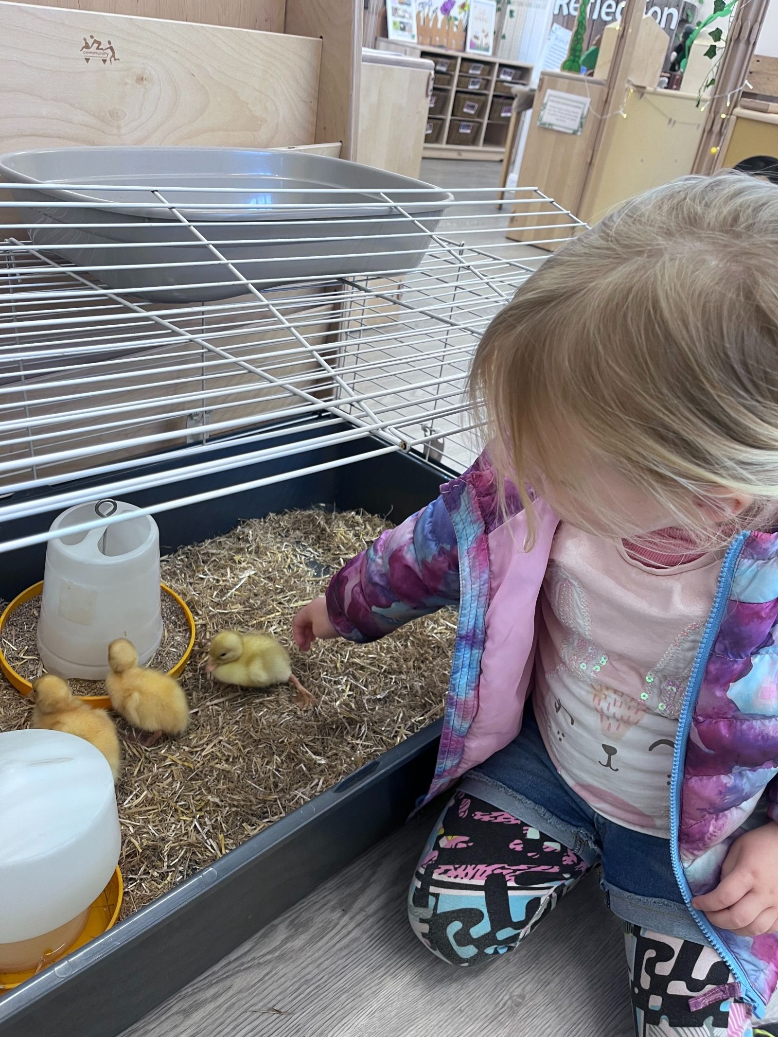 St Dominic Primary Pupil with chicks