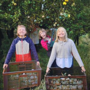 St Germans Primary Pupils picking apples
