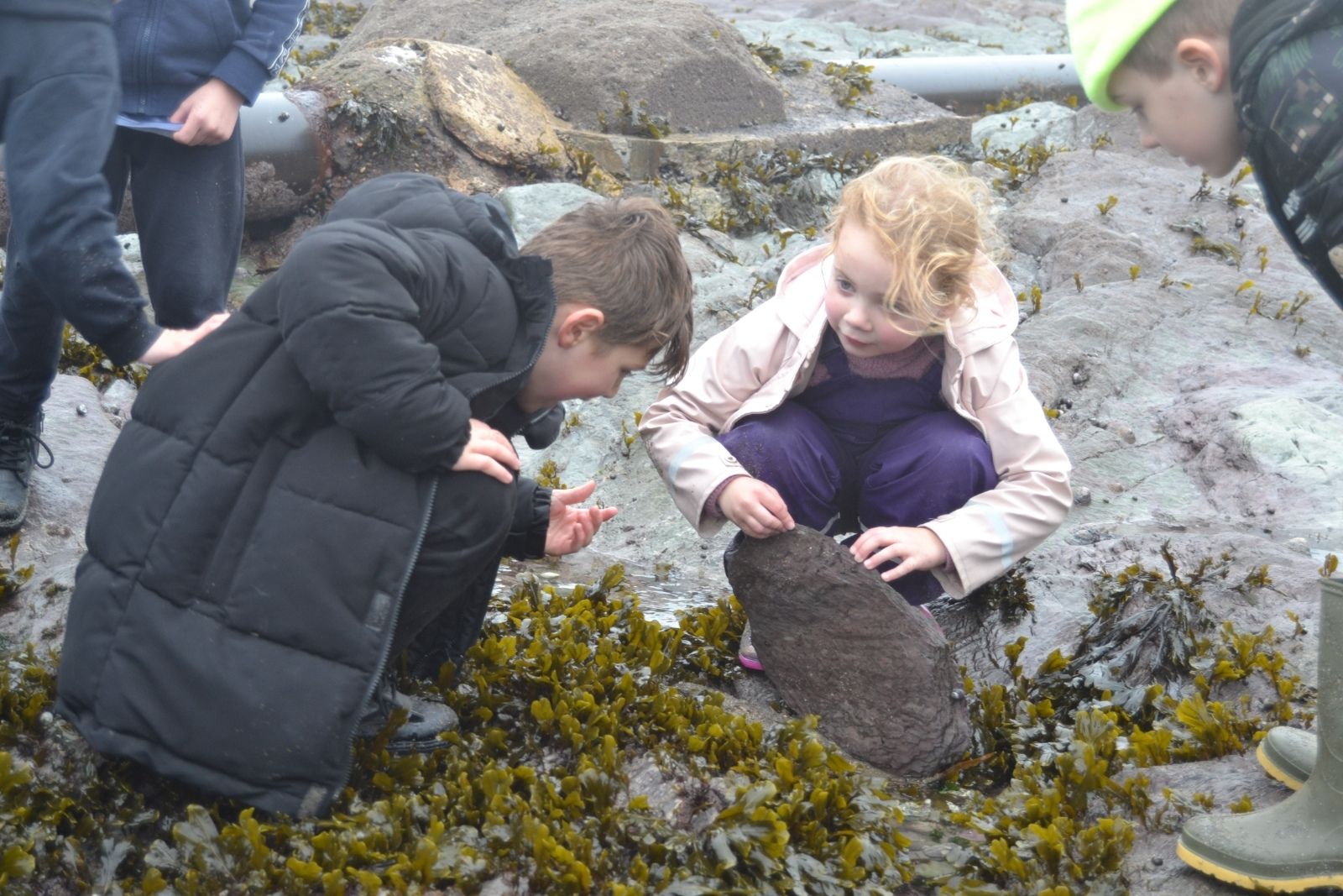 St Mellion Primary Pupils rockpoolling