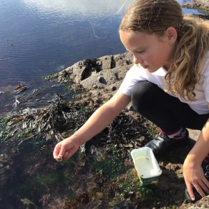 St Nicolas Primary School Pupil rockpooling